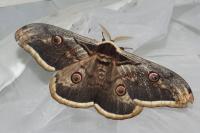 Saturnia pyri