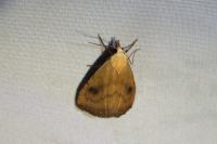 Rivula sericealis