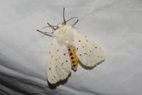 Spilosoma lubricipeda