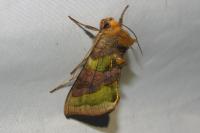Diachrysia chrysitis