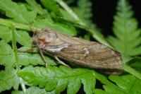 Korscheltellus lupulinus