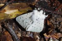 Spilosoma lubricipeda