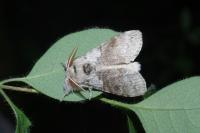 Calliteara pudibunda