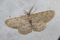 Hypomecis punctinalis