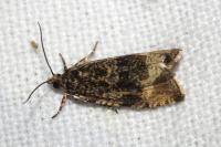Celypha lacunana