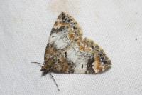 Dysstroma truncata