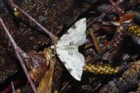 Colostygia pectinataria