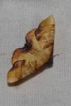 Plagodis dolabraria