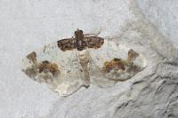 Ligdia adustata