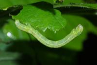Alsophila aescularia