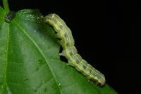 Orthosia cruda
