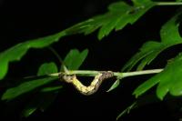 Erannis defoliaria