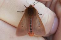 Phragmatobia fuliginosa