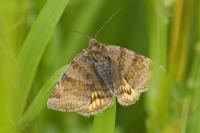 Euclidia glyphica