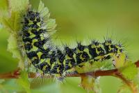 Saturnia pavonia