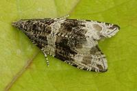 Celypha lacunana