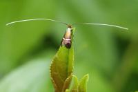 Adela australis