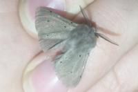 Diaphora mendica