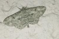 Peribatodes rhomboidaria