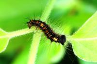 Lymantria dispar