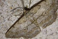 Hypomecis punctinalis