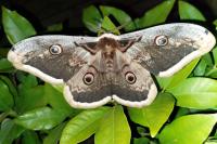 Saturnia pyri