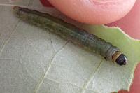 Choristoneura hebenstreitella