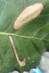 Stigmella suberivora