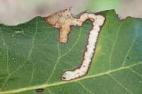 Stigmella suberivora