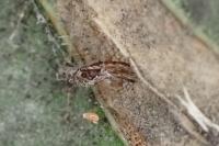 Stigmella suberivora