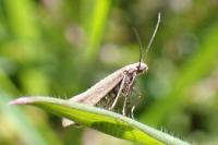 Glyphipterix fuscoviridella