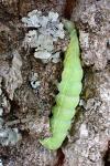 Orthosia cerasi