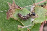 Clostera pigra
