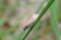 Glyphipterix fuscoviridella