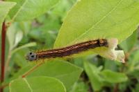 Malacosoma neustria
