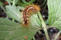 Euproctis chrysorrhoea