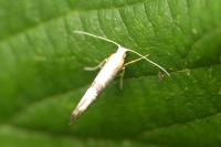 Argyresthia spinosella