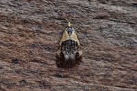 Phtheochroa purpuratella