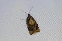 Ditula angustiorana