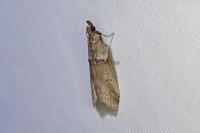 Acrobasis obliqua