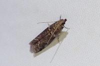 Acrobasis obliqua