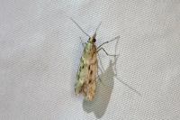 Eudonia angustea