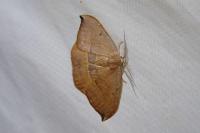 Watsonalla uncinula