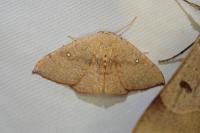 Cyclophora puppillaria