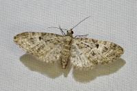 Eupithecia dodoneata
