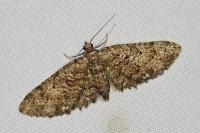 Eupithecia cocciferata