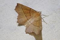 Gerinia honoraria