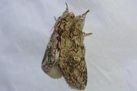 Peridea anceps