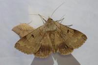 Minucia lunaris