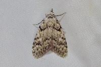 Nola cicatricalis
